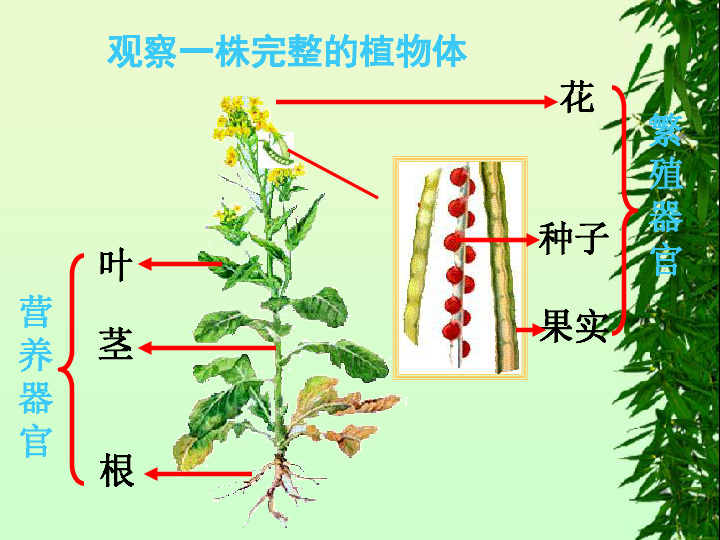 植物的身体 课件