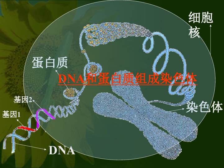 人教版生物八年级下册722基因在亲子代间的传递课件共57张ppt