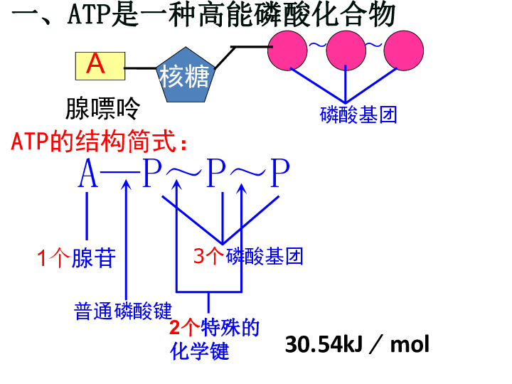 2细胞的能量通货—atp(共38张ppt)