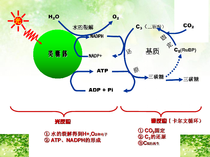 光合作用