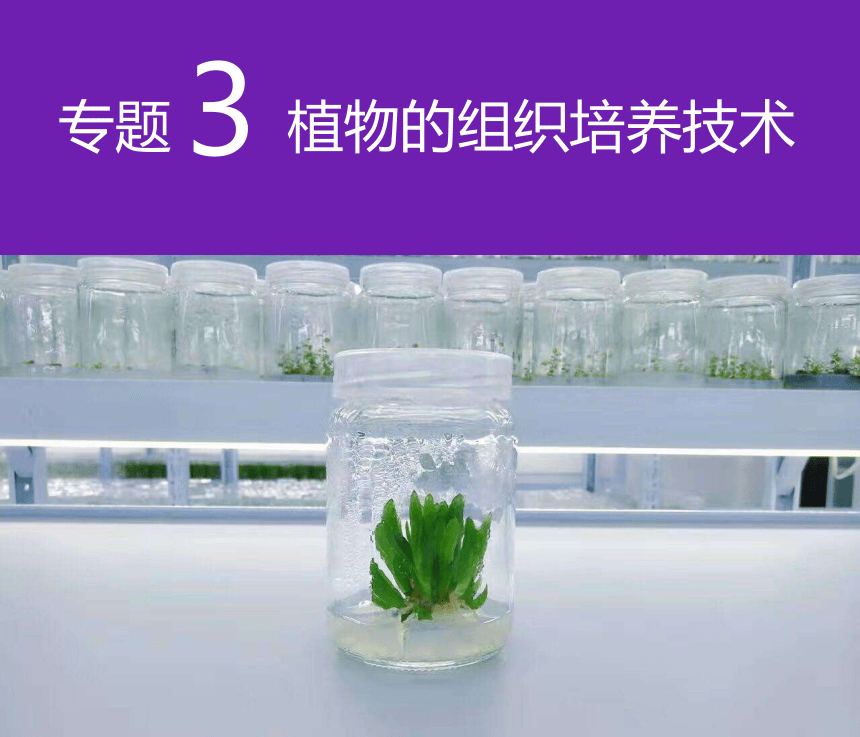 高中生物人教版选修1专题3植物的组织培养技术 课件(共54张ppt)