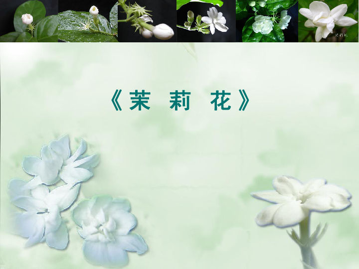 茉莉花(江苏民歌 课件(2-21世纪教育网