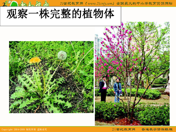 植物体的组成苏教版六年级上册科学观察一株完整的植物体讨论