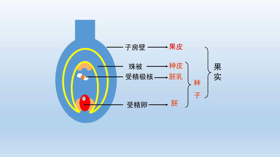 物种的延续 第一章 绿色开花植物的一生 第三节 果实与种子的形成