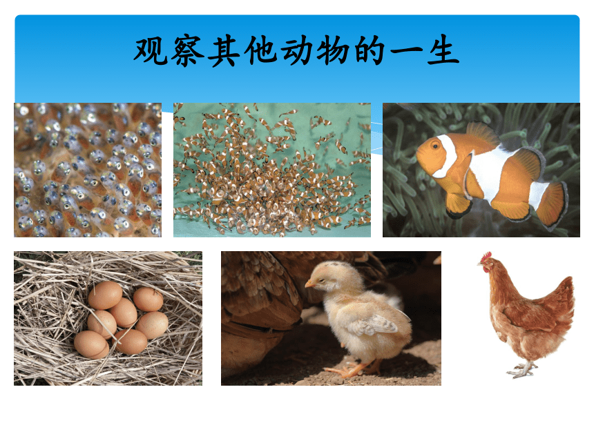 25生生不息的动物课件12张ppt
