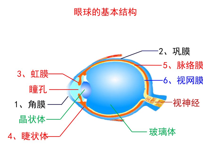 人教版七年级生物下册第六章第一节人体对外界环境的感知第1课时课件