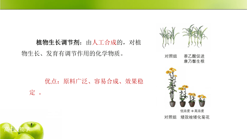 人教版高中生物选择性必修一53植物生长调节剂的应用教学课件39张ppt