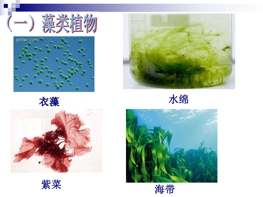 411藻类植物苔藓植物课件28张