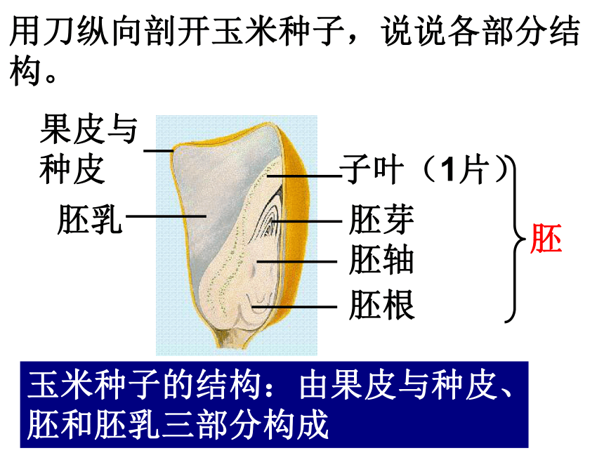 本章综合与测试        结果种子萌发幼苗生长发育开花死亡菜豆种子