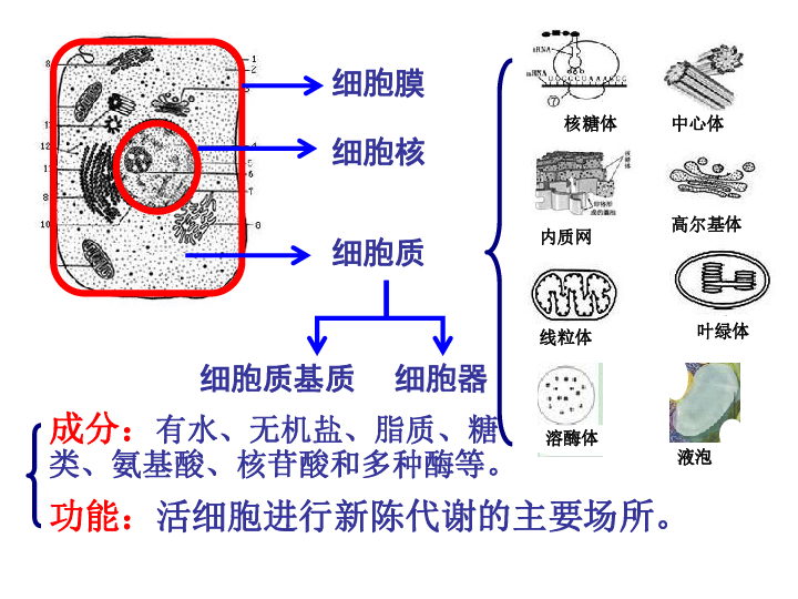 高中生物人教版必修一高中生物3-2细胞器(共37张ppt)