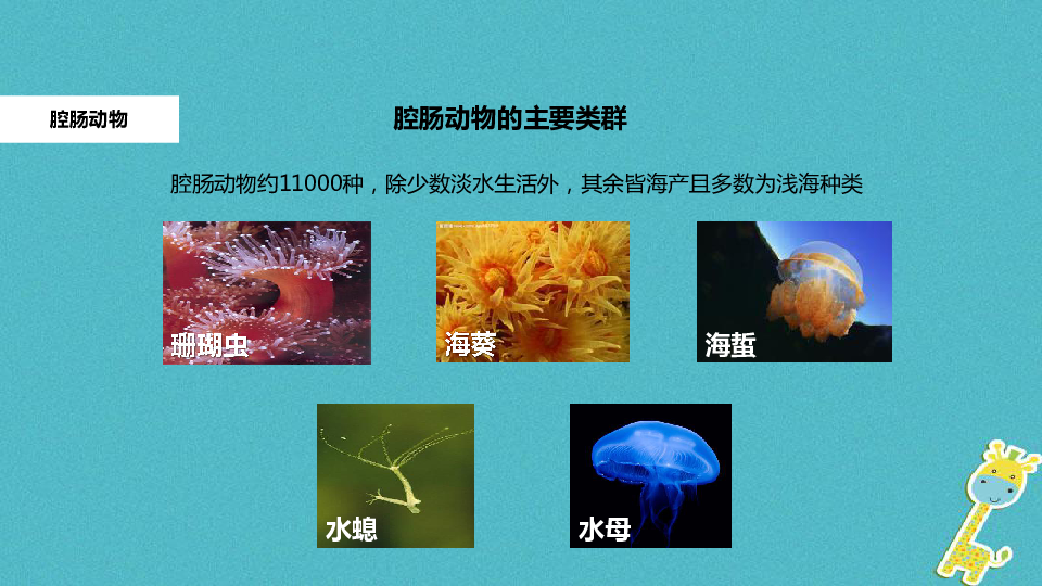 人教部编版八年级生物上册511腔肠动物和扁形动物课件共23张ppt