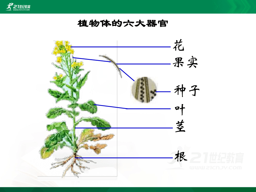 2.3 植物体的结构层次(33张ppt)
