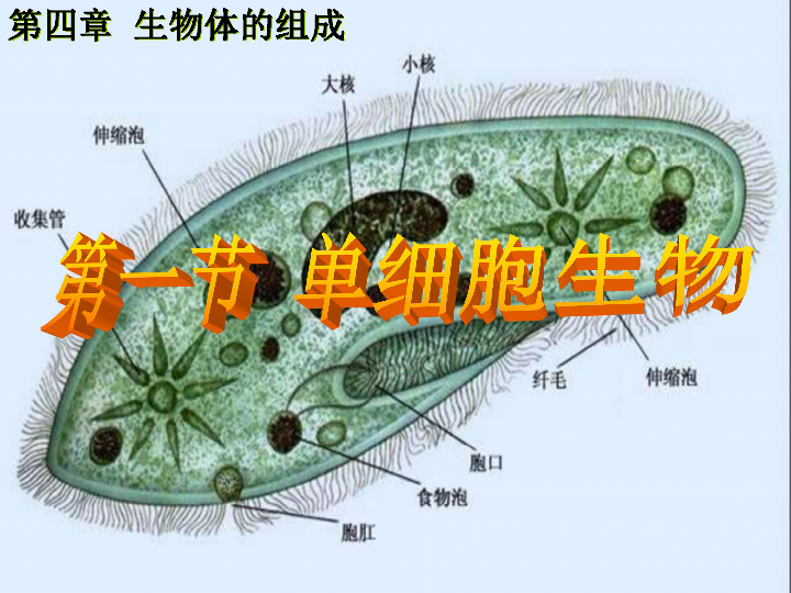 第2单元 生物体的结构层次 第4章 生物体的组成 第一节 单细胞生物