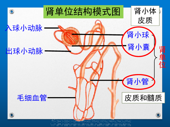 无机盐和尿素等从血液中分离出来两个,左右各一   肾单位—肾结构和