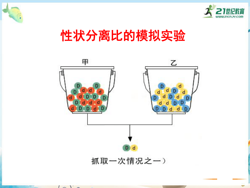 1.2 对分离现象解释的验证和分离定律(课件共21张ppt)