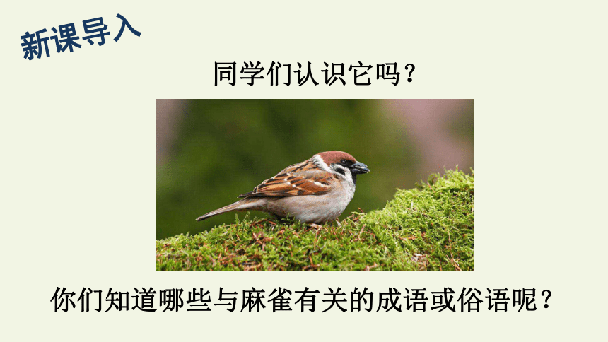 16麻雀课件2课时共43张ppt