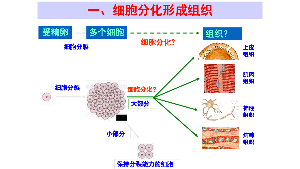 一,细胞分化形成组织受精卵上皮组织肌肉组织神经组织结缔组织组织?