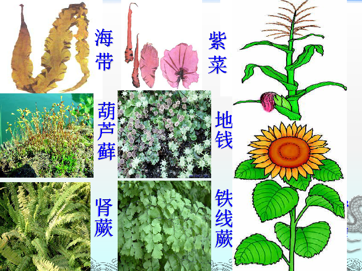 1.1《藻类,苔藓和蕨类植物》课件(共