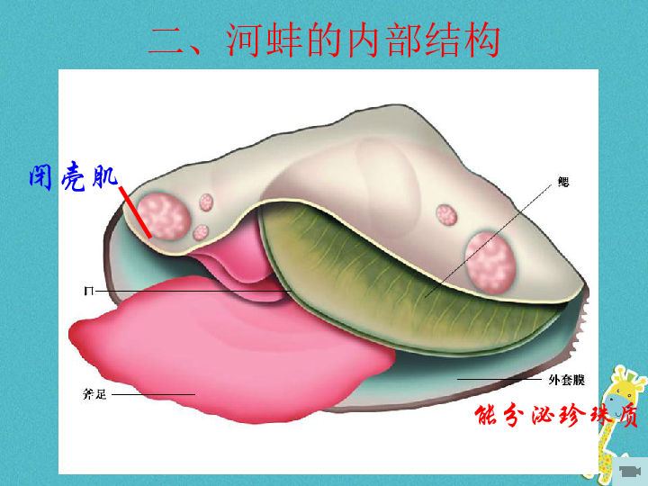 第10章水中的生物第一节第二课时软体动物河蚌课件新版苏科版16张ppt