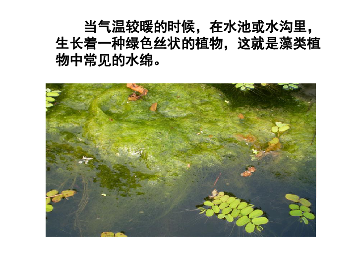 苏科版七年级下册生物:第2节 水中的藻类植物课件(共28张ppt)