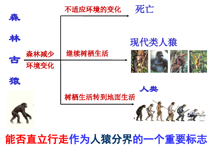 第二节人类的进化课件35张ppt