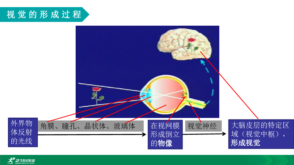 2020年春人教七下生物第六章第一节视觉的形成 教学课件