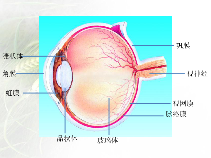 的用眼习惯角膜巩膜睫状体虹膜脉络膜视网膜晶状体玻璃体视神经口诀