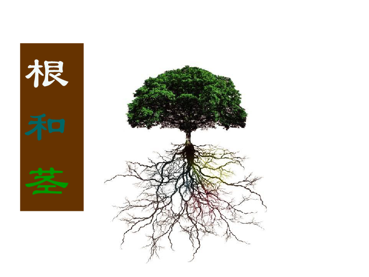 根和茎课件共26张ppt
