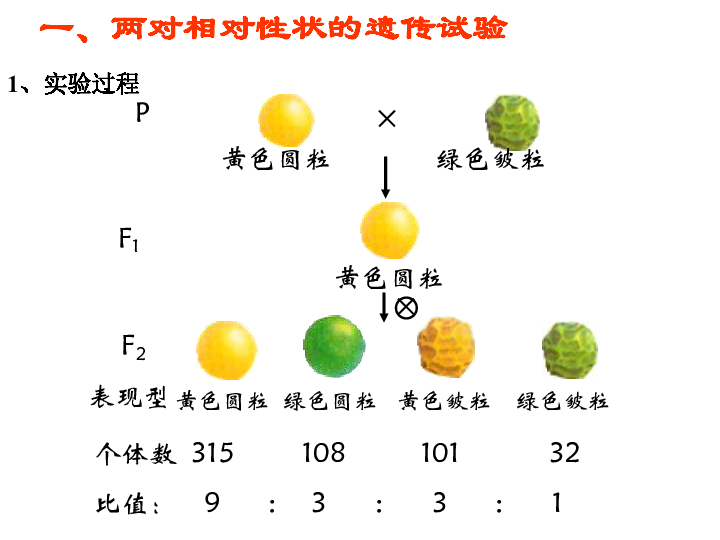 人教版必修2第一章第2节孟德尔的豌豆杂交实验二(共27张ppt)