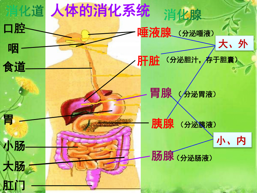 济南版七年级下册生物第二节消化与吸收课件32张ppt