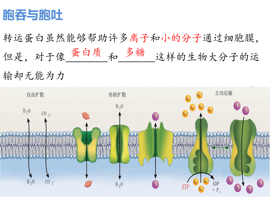 20212022学年高一上学期生物人教版必修一42主动运输与胞吞胞吐课件32