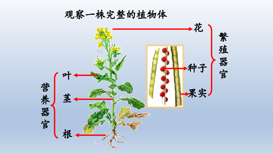 苏科版生物七年级下册第9章生物体有相似的结构层次复习课件共54张ppt