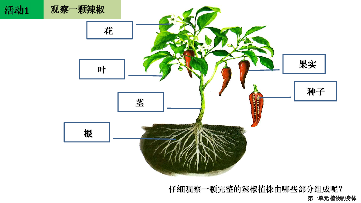 1-1.3 观察辣椒植株,植物的叶和植物的茎 课件