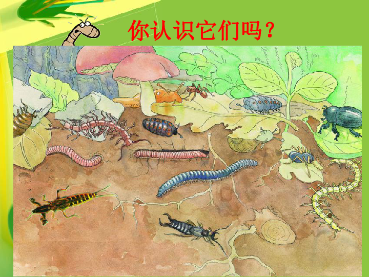 苏科版七年级下册生物131土壤里的小动物课件共40张ppt