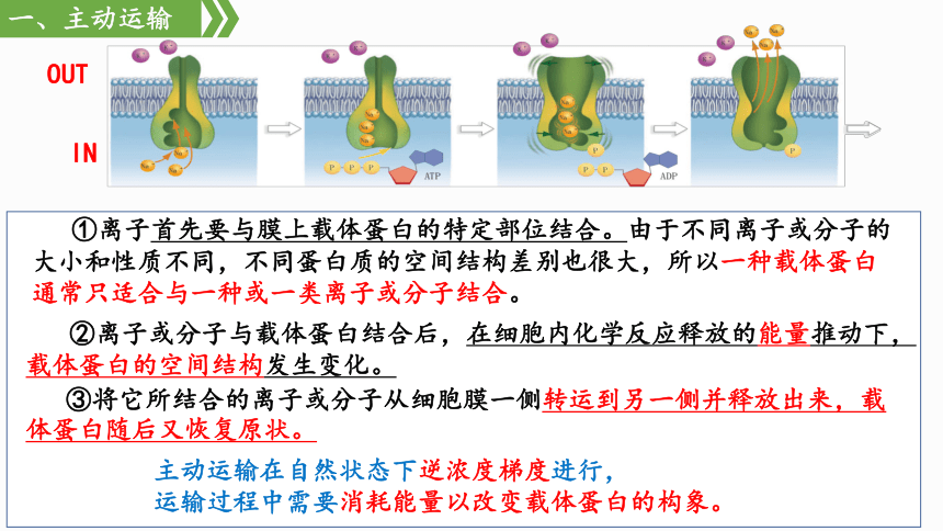 2 主动运输与胞吞,胞吐 课件(51张ppt)