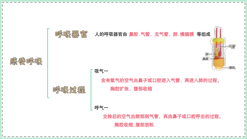 教科版四年级上册科学第二单元呼吸与消化复习课件共19张ppt