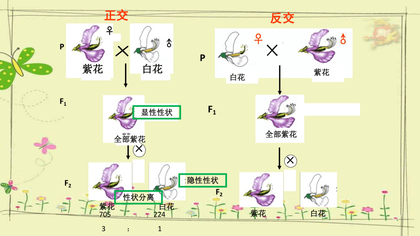 第一章第一节 孟德尔从一对相对性状的杂交实验中总结出分离定律 课件