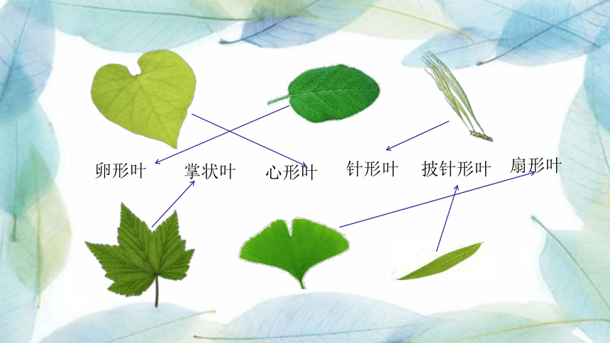 苏少版 二年级下册 13 会变的花,树,叶        (共50张ppt)花树叶春天