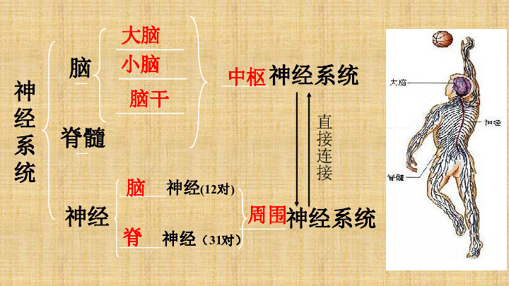 北师大版七年级下册12章 第一节神经系统和神经调节 课件(共21张ppt)