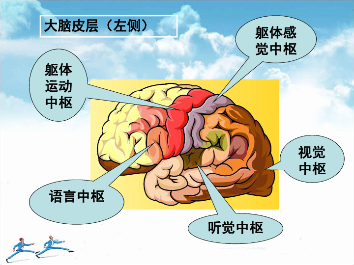 第四节 人体是一个统一的整体复习课件