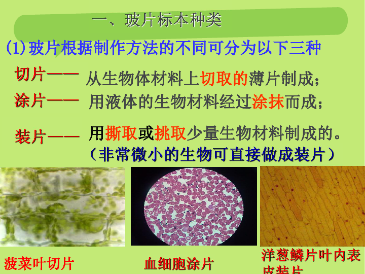 植物细胞课件共24张ppt