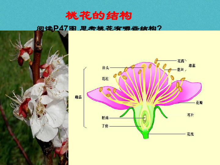 111地面上的植物被子植物与裸子植物课件新版苏科版21张ppt