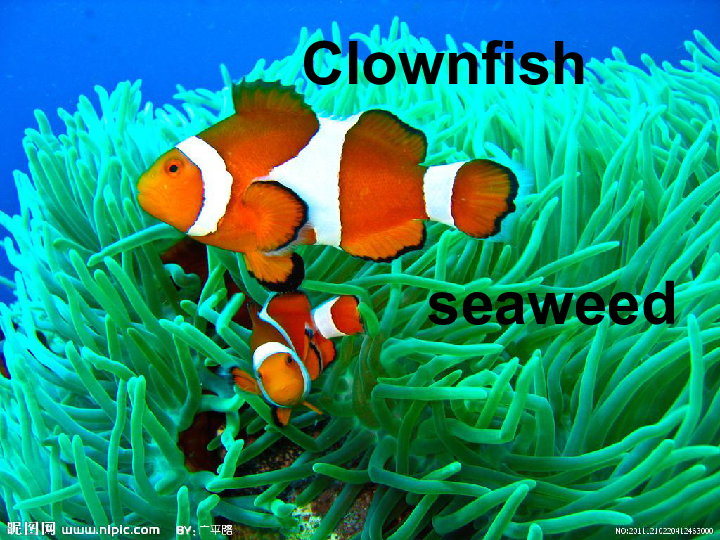 seaweedparrotfishsea-slug海蛞蝓seastarturtleeelclamreefshark