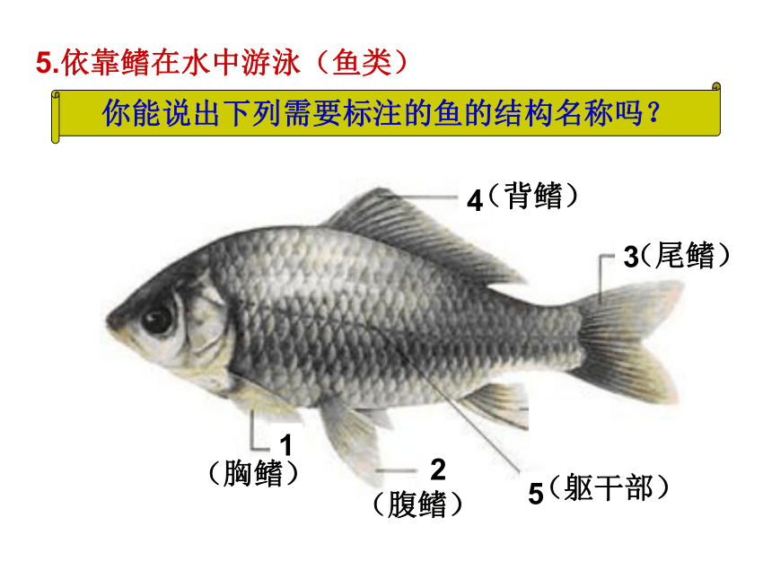 2021-2022学年北师大版生物八年级上册第15章 第1节 动物运动的方式