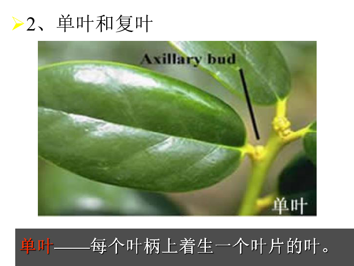 绿色植物的营养器官----叶