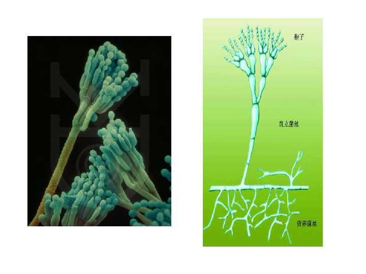 苏科版七年级下册第5单元环境中生物的多样性第13章