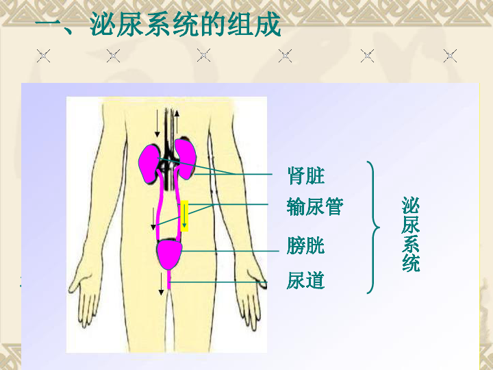 冀教版七年级下册生物32排泄课件21张ppt