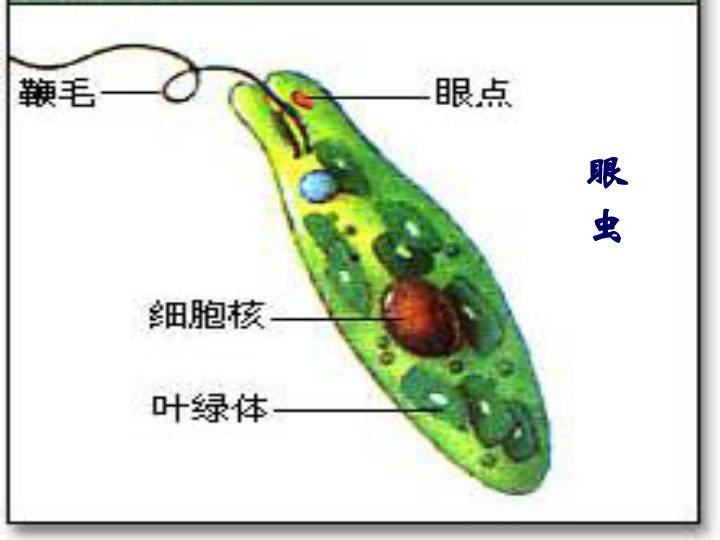 9.3单细胞的生物体课件(新版)苏科版 19张ppt