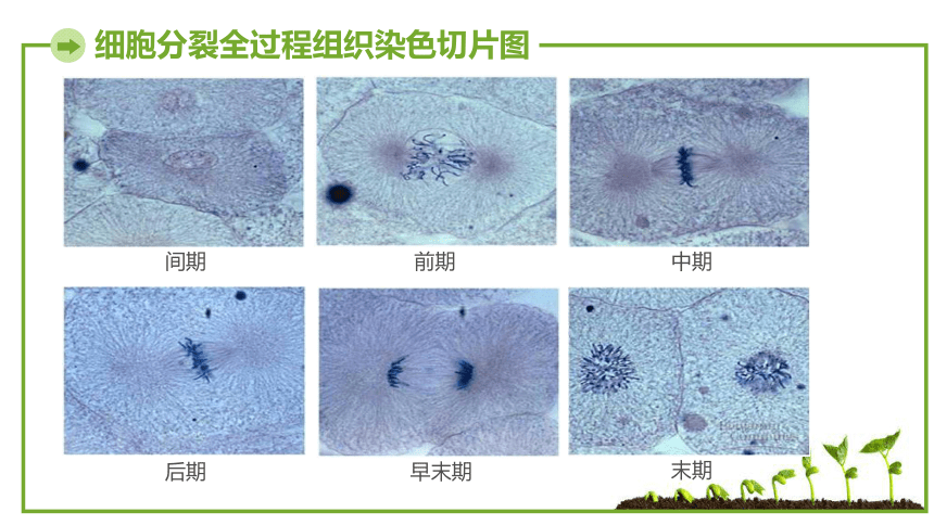 第三节 细胞的分裂与分化        细胞分裂全过程组织染色切片图间期