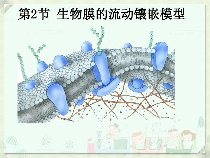 流动镶嵌模型